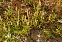 Lycopodium scariosum. Plants scrambling over a clay bank.
 Image: L.R. Perrie © Leon Perrie CC BY-NC 4.0